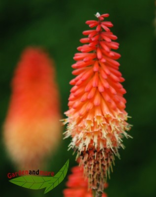 Fackellilie Alcazar, orange blühende hohe mehrjähr. Staude, 11cm Topf, Kniphofia