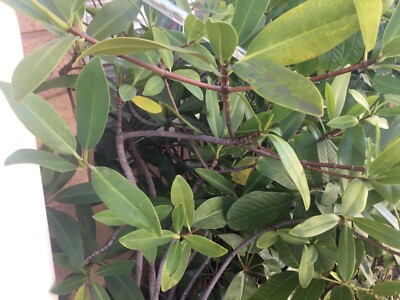 ** *1 LIVE MANGROVE AQUARIUM FISH plant MANGROVE 4 foot tall = 48 inches***