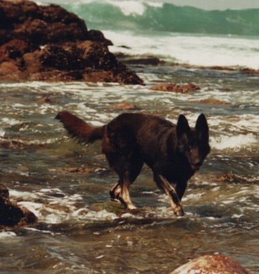 Black Dog Fetching Stone In Ocean Playful Beach Scene German Shepherd Beach