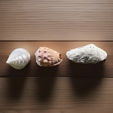 Luxury Natural Seashell Set Coastal Decor Beach House Ornament Large Shells