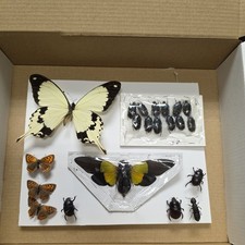 Box4 Mix grade insect collection. Moth butterfly beetle artwork bugs taxidermy