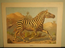 ZEBRA AFRICAN ANIMALS ANTIQUE LITHOGRAPH ART PRINT 1881