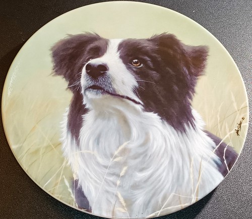 Plato de raza perro cachorro Royal Worcester Danbury como nuevo colección The Border Collie - Imagen 9 de 26