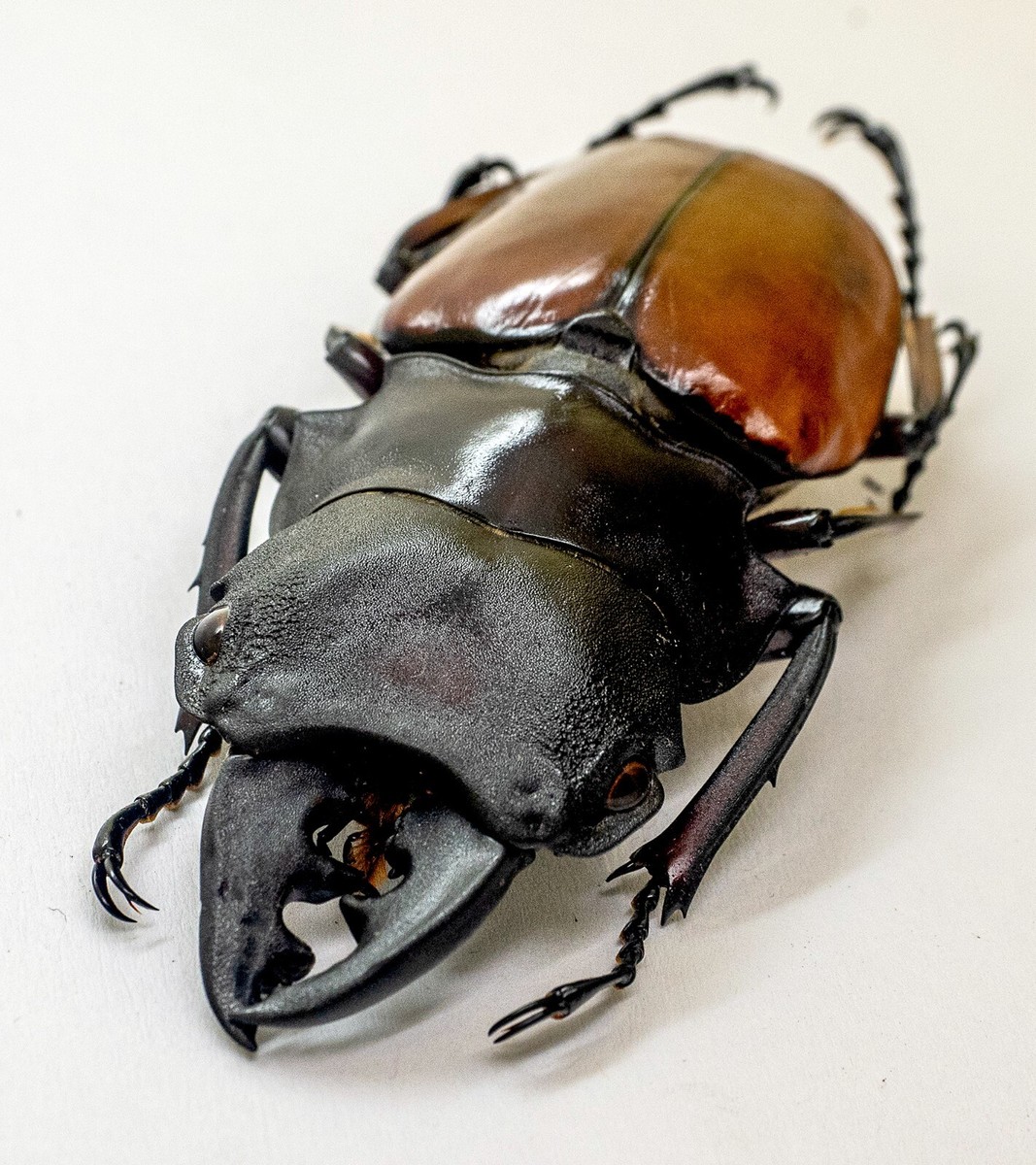 Lucanidae Beetle -Odontolabis femoralis waterstradti (m) 70mm