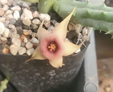 Huernia procumbens x sp. (fragile) (cactus - succulent - plant)