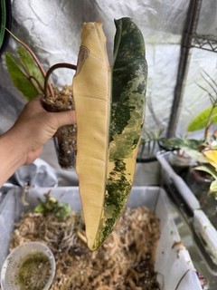 Philodendron Billietiae Variegated (no Monstera)