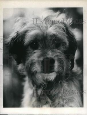 1981 Press Photo Benji the dog in 