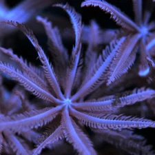 CORALS OF EDEN ~ Clove Polyp Coral Frag - Live Coral for Sale LPS SPS