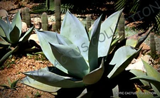 RARE AGAVE GUIENGOLA @ Creme Brulee exotic succulent aloe plant seed 100 SEEDS 