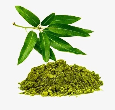 Mango Tree Leaf Powder Mangifera Indica Aam Patta Mango Leaves Powder