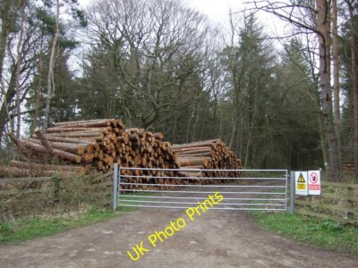 Foto 6x4 Gleis in Blubbery Wood Hebron \/NZ1989 Beweise für jüngsten Holzstamm c2015