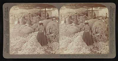 Indian women and children sorting wool for twenty cents/day,Arequipa, Peru 1907