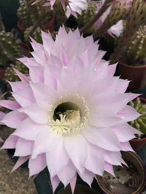 Echinopsis Cactus - (Pink Flower) Potted, Satsuma Sized + 2 Free Babies |  eBay