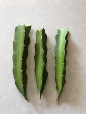 3 Fresh Cutting Red Pink Skin Red Flesh Ready To Plant No Root