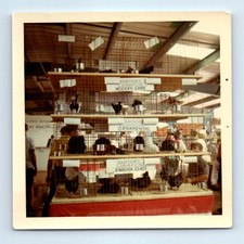 Foto Antigua Vintage Cuadrada Color JUEGO MODERNO ORNAMENTAL CLASE INGLESA GALLINAS