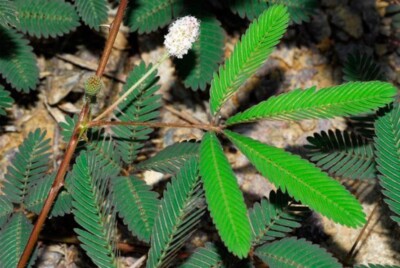 50g Air Dry  MIMOSA PUDICA Sensitive Herbal Plant Root,Leaves,Flowers Natural