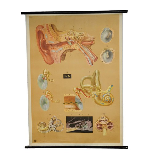 vintage poster rollable medical wall chart ear hearing aural acoustic organ - Picture 1 of 4
