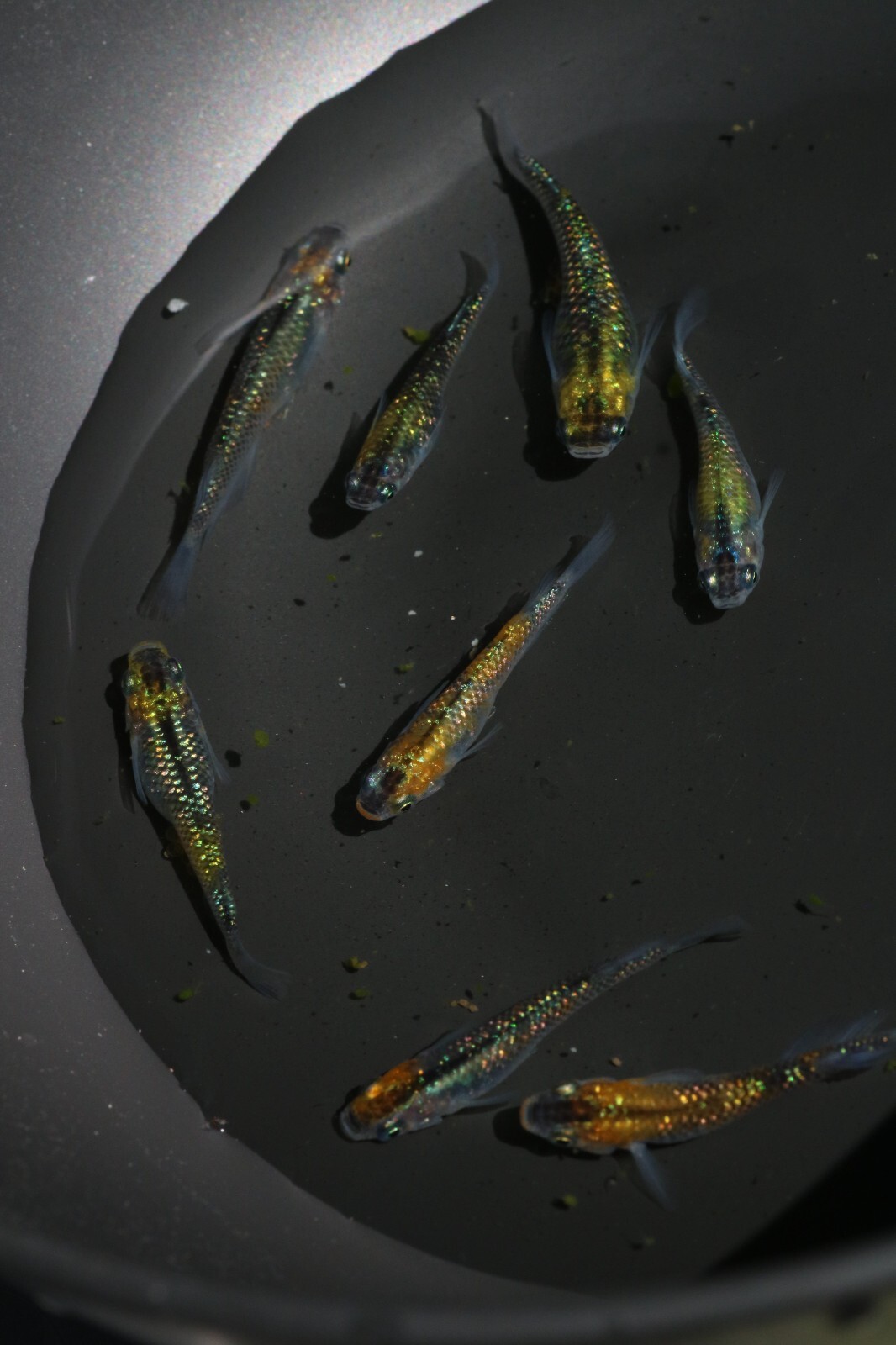 Yozakura Japanese Rice Fish Eggs aka. Medaka 15+ High Quality US bred