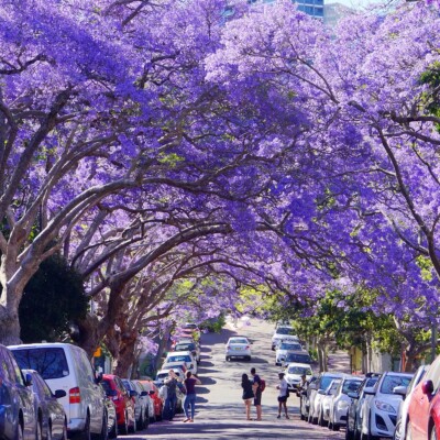 Jacaranda Mimosifolia, 50 seeds 2025 - USA seller | eBay