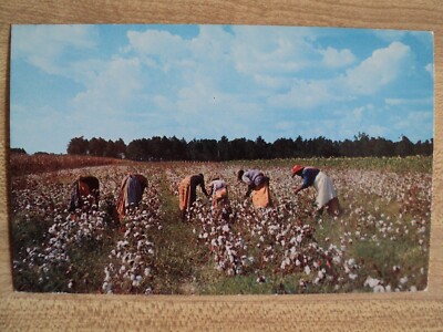 Picking Cotton by Hand Down South vintage Postcard