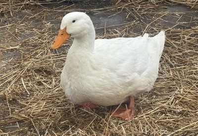 pekin, black swedish, and cayuga duck hatching fertile eggs