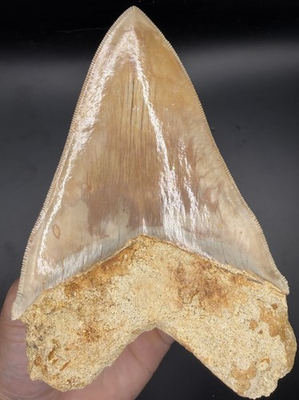 #ad #ad XL 5.63” Serrated Indonesian Megalodon Shark Tooth Real Shark Teeth Fossils $495.00