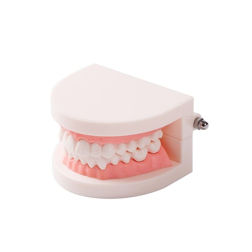 1X Standard Teaching Tooth Model Dental Adult Typodont Demonstration Teeth Model - Picture 3 of 7