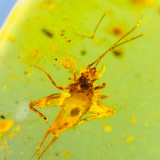 Cretaceous Fossil Burmese amber burmite unknown insect amber Fossil Myanmar