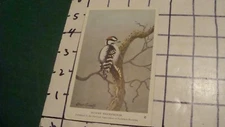 Vintage Audubon Bird Card by ALLAN BROOKS -- #21 DOWNY WOODPECKER -- 1940's