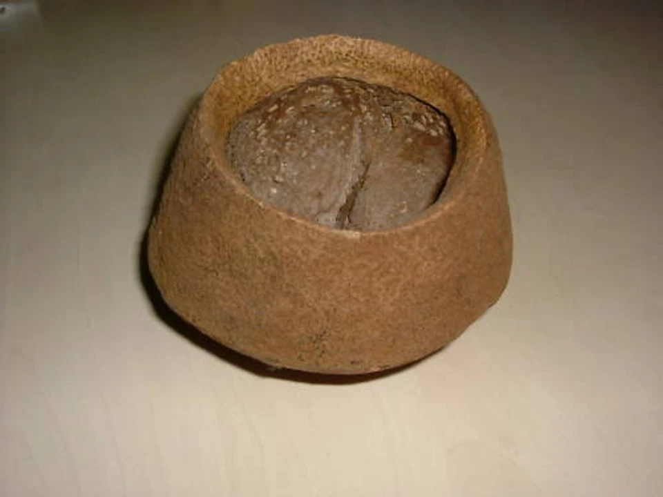 TERRA EXOTICA Sapucaja natur ca. 10-15 cm Ø, natürlicher Blumentopf zu Deko