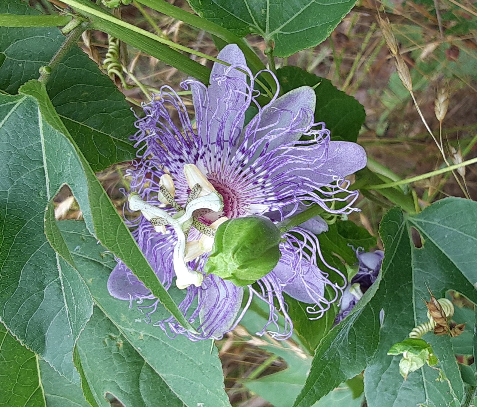 20 Passion Vine Seeds Maypop, Passiflora Encarnata, Cold Hardy, Edible Fruits.
