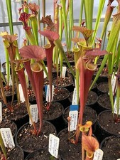 Carnivorous Plant - Sarracenia flava, red tube - 20+ seeds (March 2025)