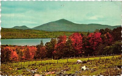 Vintage Postcard- MT. BLUE, LAKE WEBB, WELD, ME. 1960s