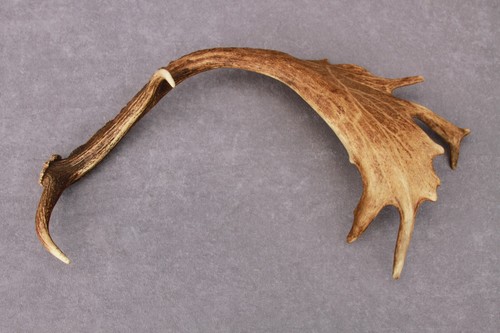 CUERNO, CUCHILLO, TALLA, MASTICABLE, TAXIDERMIA NATURALMENTE DERRAMADO (CUERNO, CUCHILLO, TALLA, TAXIDERMIA) - Imagen 4 de 13