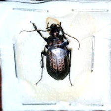 Carabidae: Carabus granulatus, A1