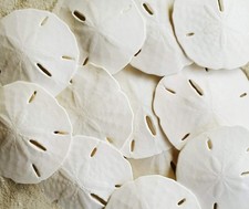 White Sand Dollars 2.5"-3" - 10Pcs - Wedding Seashell Craft - Hand Picked and Pr