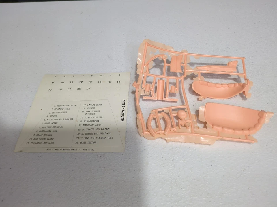 Vintage 1968 Pyro Nose Mouth Anatomy Life Size Model Kit Unassembled Complete - Image 4 of 4