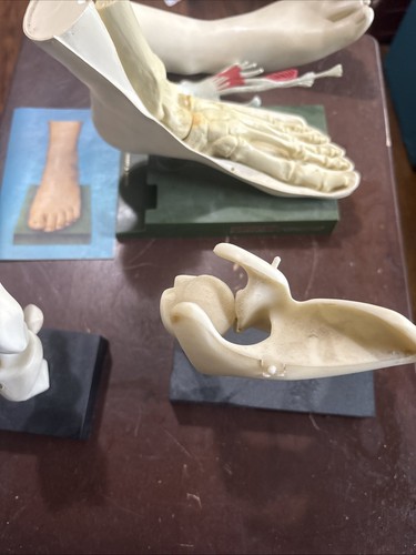 Modelli anatomici ortopedici vintage Geigy ginocchio e fianchi e piede Merck Sharp&Dohme - Foto 15 di 24