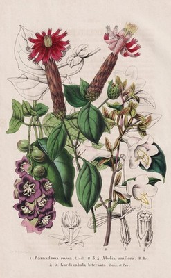 Barnadesia rosea Abelia uniflora Lardizabala botany Litho Morren