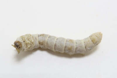 Silkworm Cup w/food