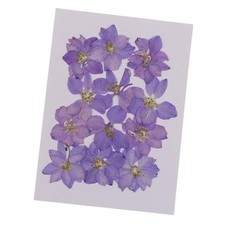 12 St&uuml;ck gepresste Blumen getrocknete Rittersporn echte gepresste getrocknete