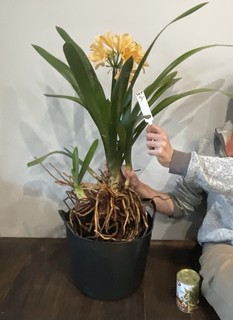 lot 11 Clivia Flowering Peach Plant With Offsets