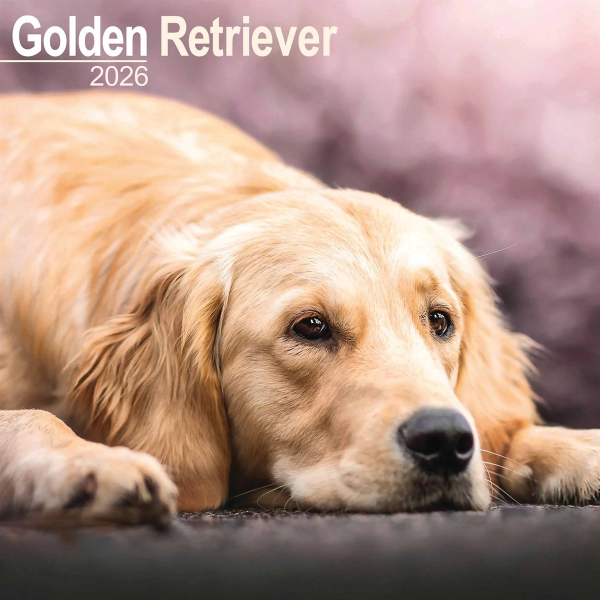 Golden Retriever Calendar 2026, Wall Calendars, Month To View, Dogs, Gift