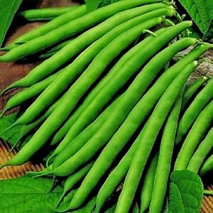 Bulk 1000 Seeds Climbing French Bean Cobra Vegetable