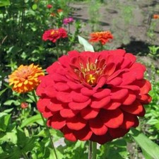 Zinnia Flowers Seeds  Exquisite, 