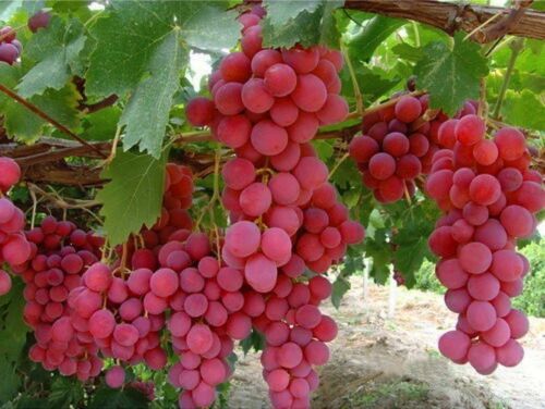 Collection -of  PINK-BLUE-YELLOWresistant- grapes cuttings- FREE SHIPPING - Picture 1 of 3