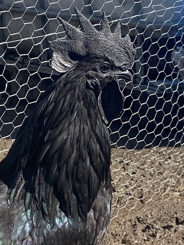 6 ayam cemani hatching Eggs/ 6