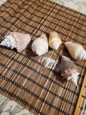 Lot of 5 Vintage Horned Conch Shell Seashell Beach Home Decor Gorgeous
