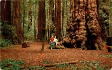 GENERAL SHERMAN TREE, Henry Cowell Redwoods State Park, Santa Cruz Postcard