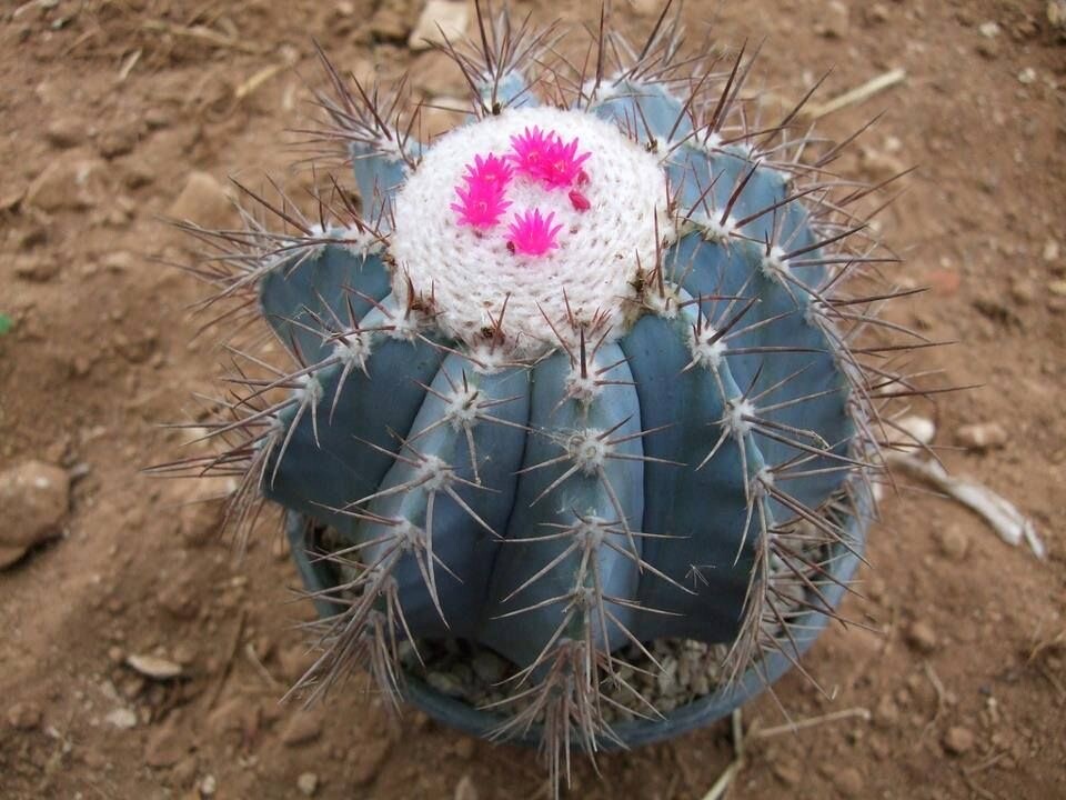 アガベ Blue cactus アガベ Blue cactus 7-9cm Agave titanota 'Blue